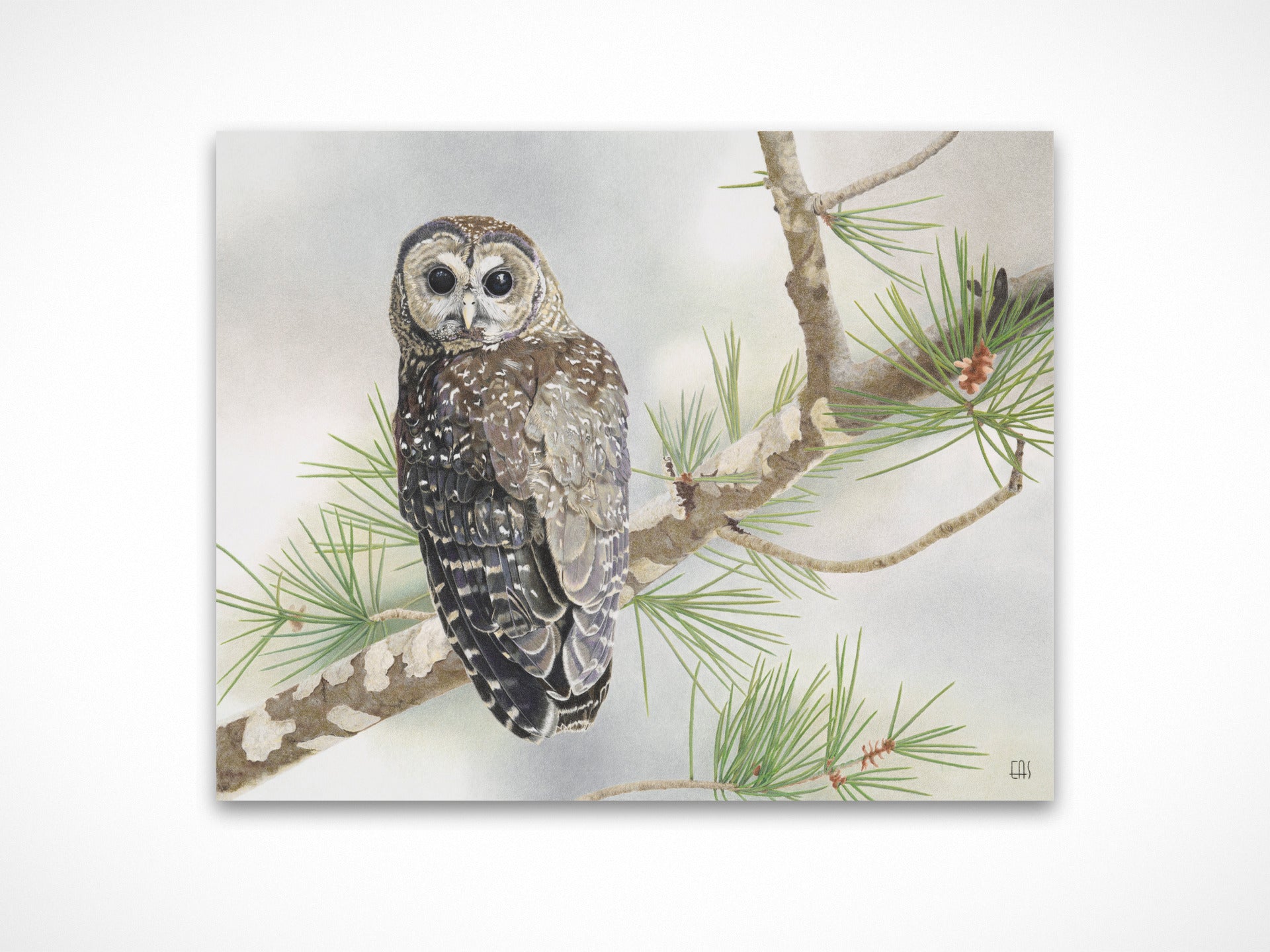 Backward Glance – Parker Street Editions