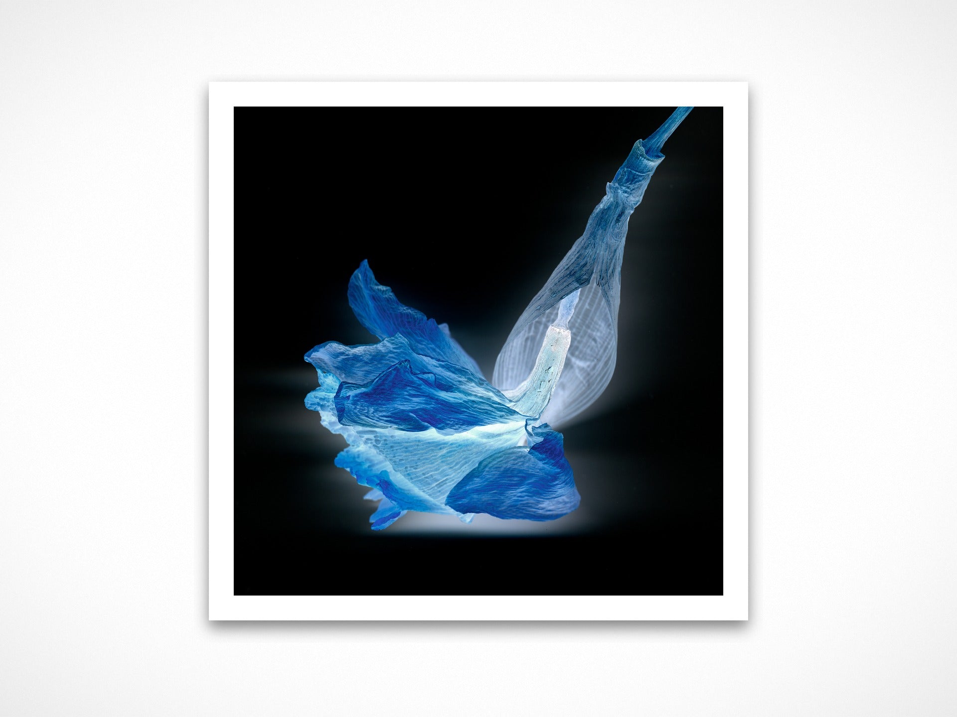 Fee Bleue