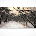 Winter Orchard