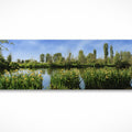 Water Irises