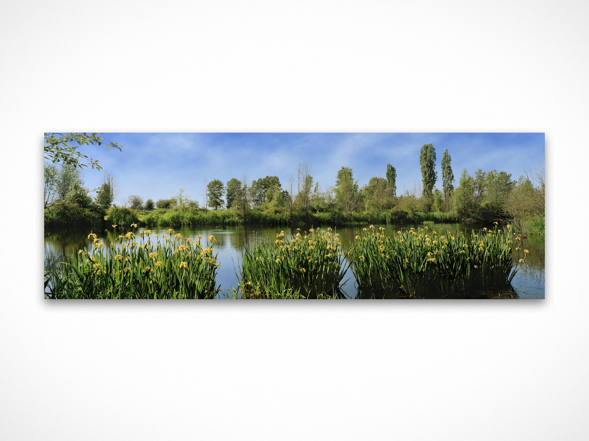 Water Irises