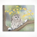 Barred Owl