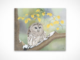 Barred Owl