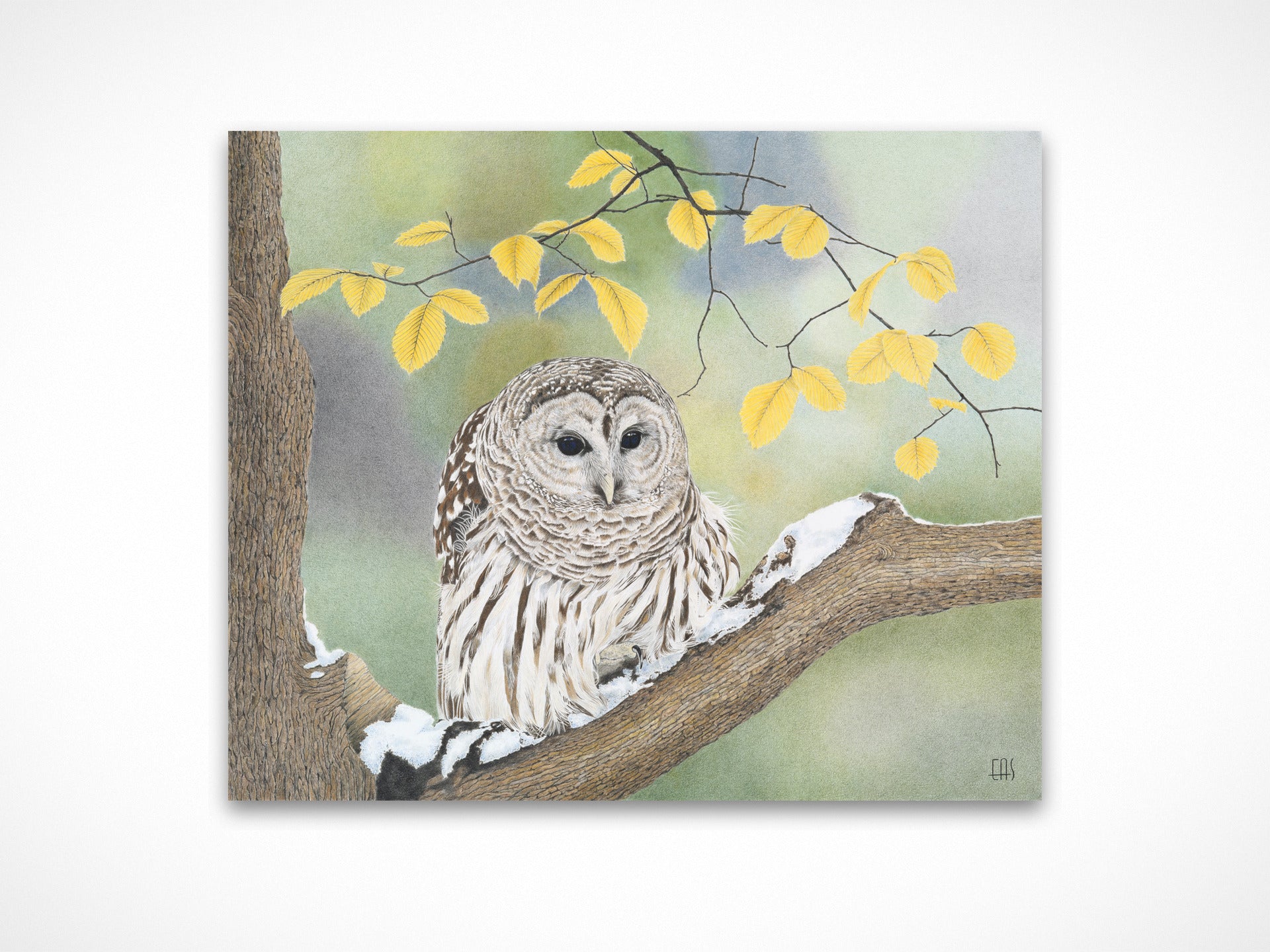 Barred Owl