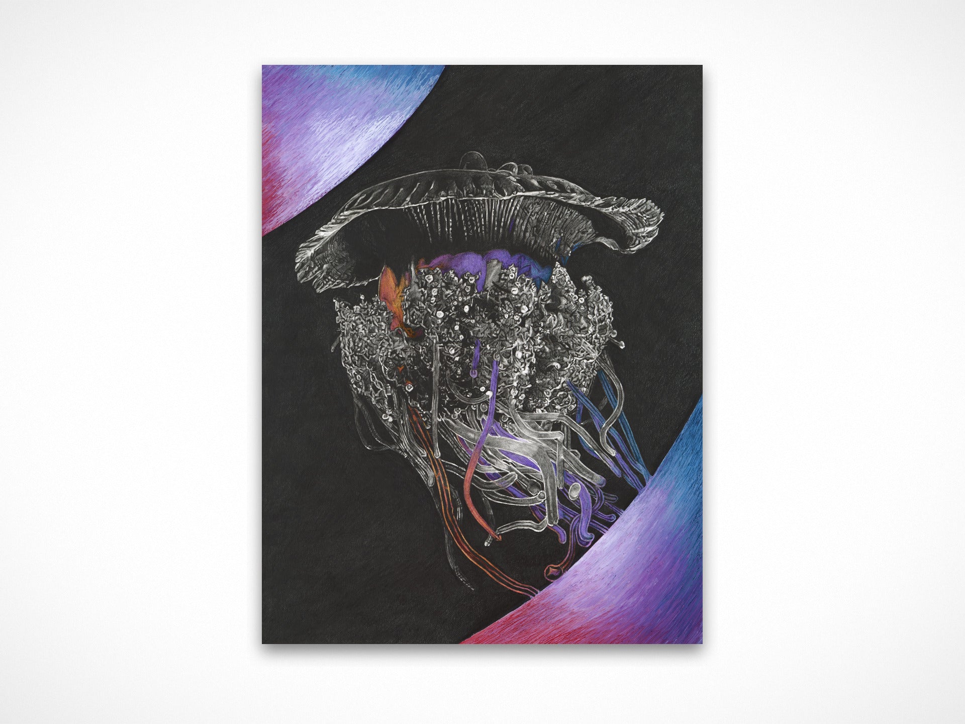 Cauliflower Jellyfish