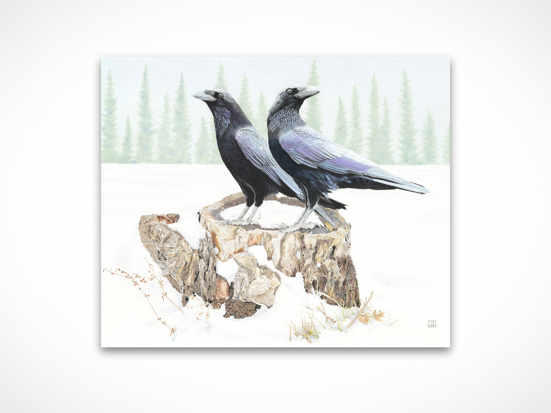 Two Ravens