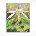 White Fawn Lily