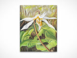 White Fawn Lily
