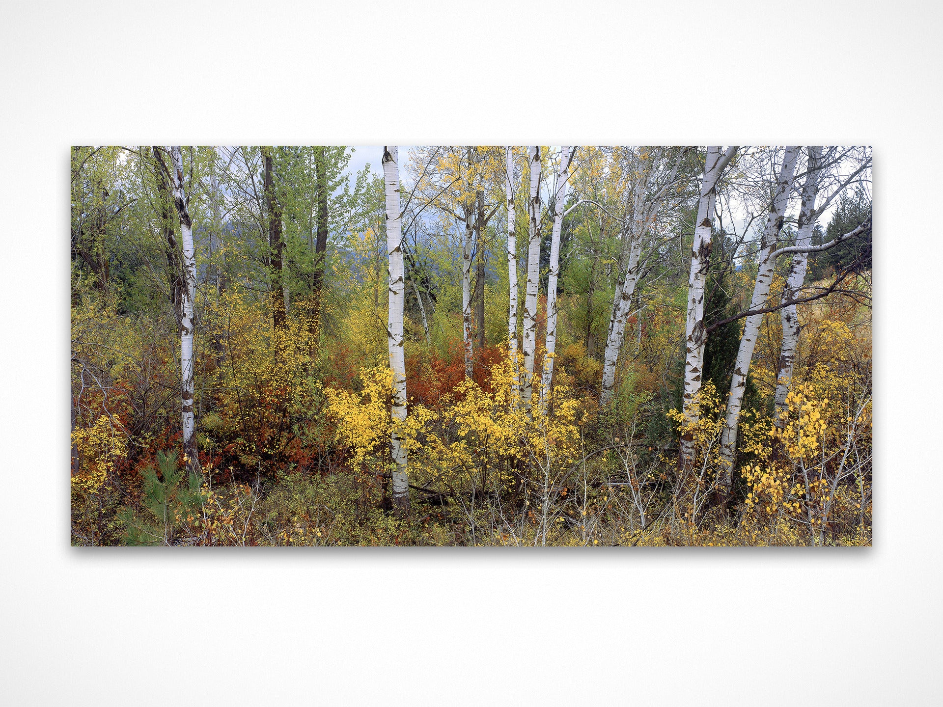 Autumn Splendour