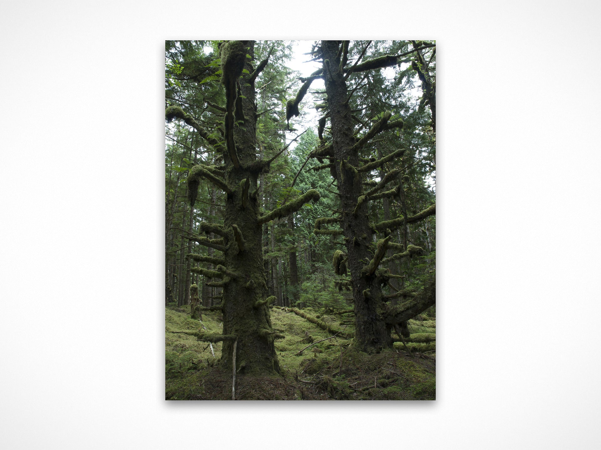 Haida Totems 2
