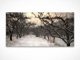 Winter Orchard