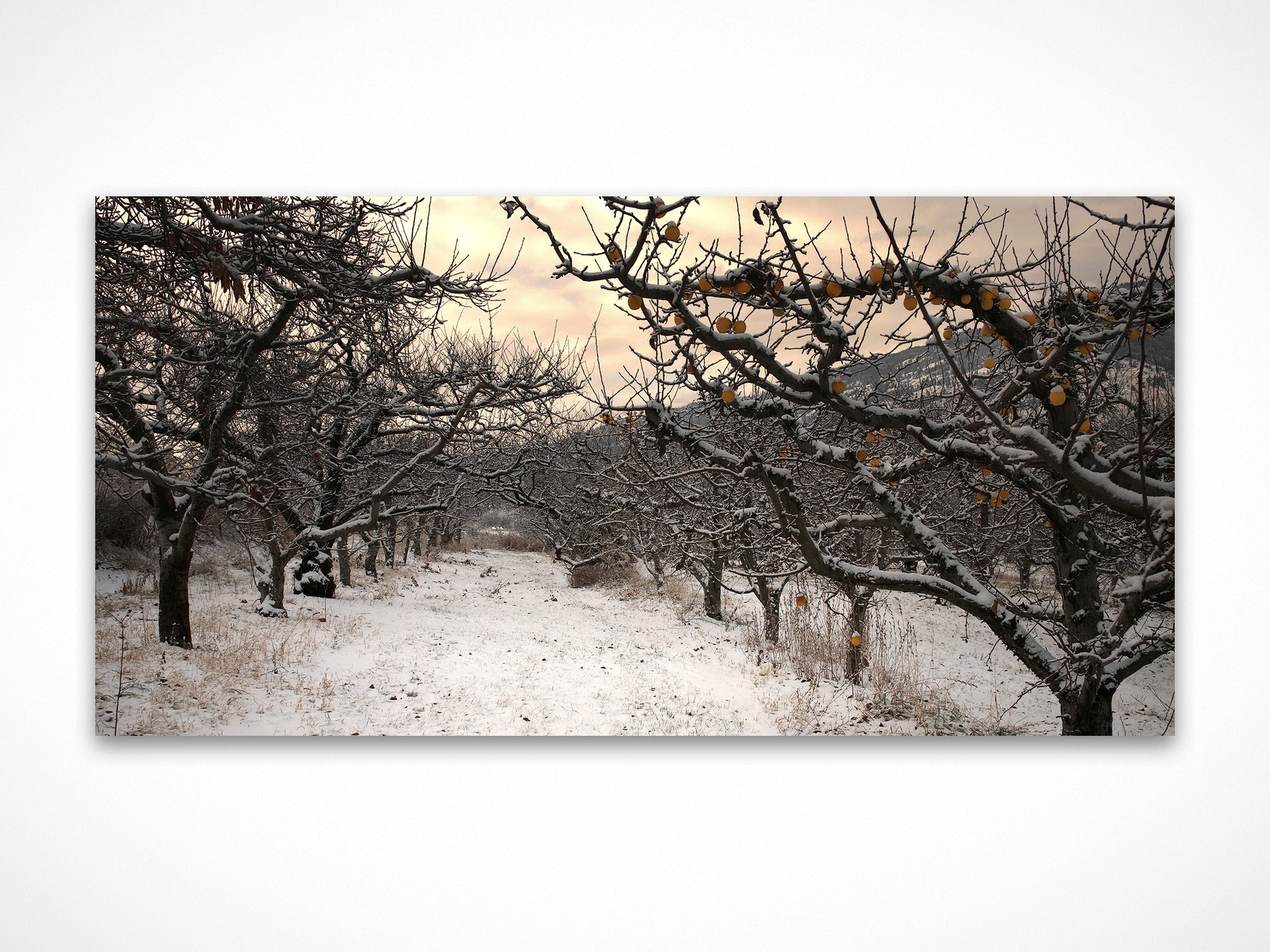 Winter Orchard