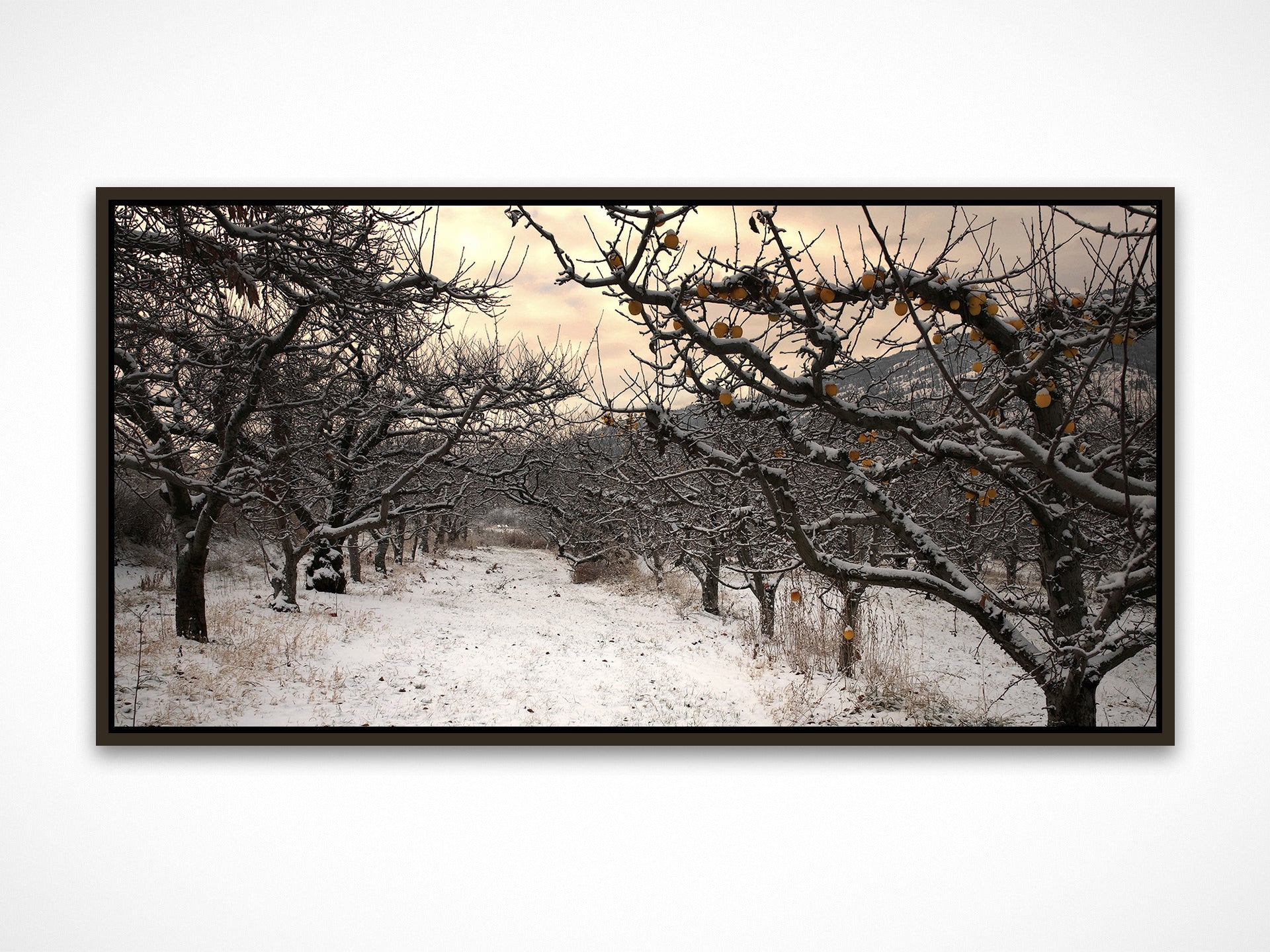 Winter Orchard